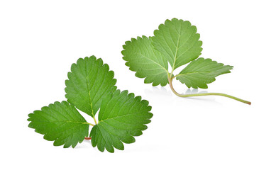 green strawberry leaf isolated on the white background