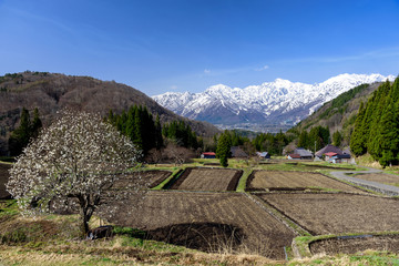 北アルプスとコブシ　青鬼集落