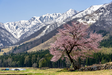 桜と雪山 hakuba47