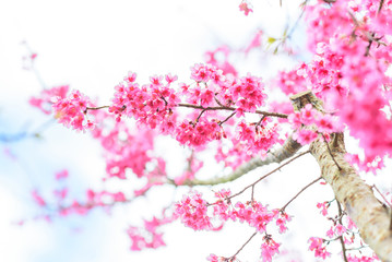 Beautiful pink cherry blossom , sakura flower