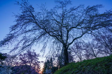 しだれ桜と夜明け