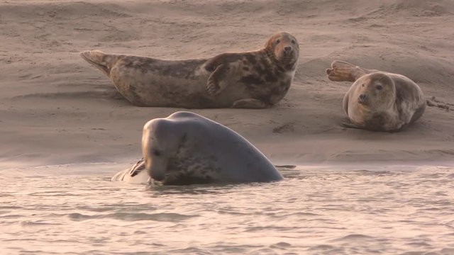 Jeux de phoques gris et simulacres de combats