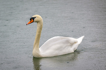 Fototapeta premium Frueh Jahr am Weiher Lenz Jung Schwan