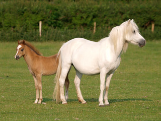 Obraz na płótnie Canvas Pretty Mare and Foal
