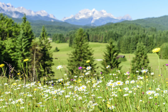 Margeritenbl&uuml;te im Werdenfelser Land