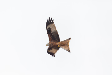 flying red kite bird (milvus milvus), spread wings, white background
