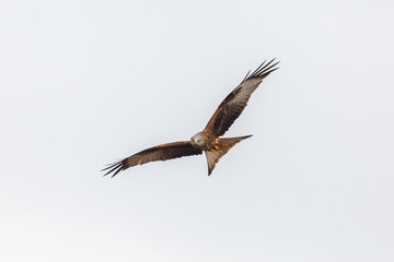 portrait flying red kite bird (milvus milvus), spread wings, white background