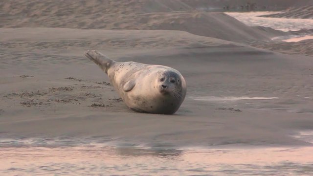 La sieste des phoques veau-marin en Baie d'Authie