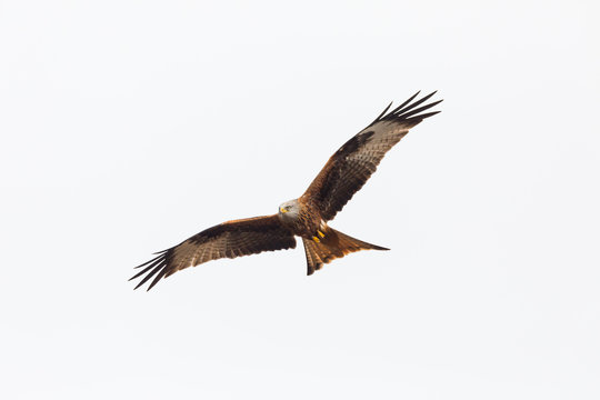 close view red kite bird in flight (milvus milvus), spread wings