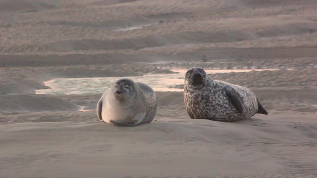 La sieste des phoques veau-marin en Baie d'Authie