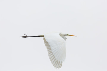 portrait great white egret (egretta alba) flying, spread wings