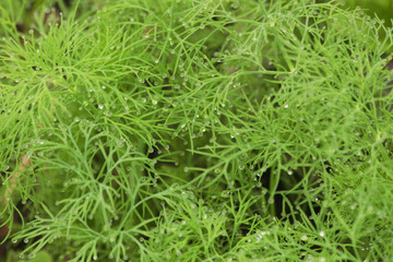 Зеленая трава в каплях росы