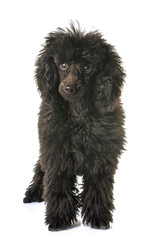puppy brown poodle