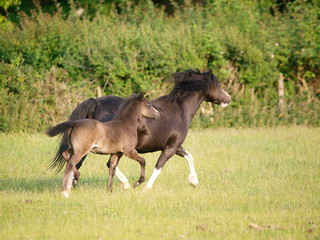 Fototapeta premium Pretty Mare and Foal