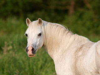 Obraz premium Grey Pony Headshot