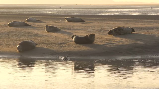 La sieste des phoques gris en baie d'Authie (Halichoerus grypus)
