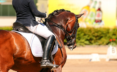 horse in dressage in different garden.