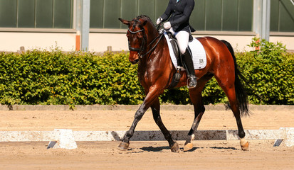 horse in dressage in different garden.