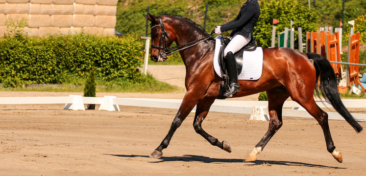 horse in dressage in different garden.