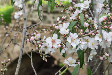 The almonds blooming on old stone turkish bridge background