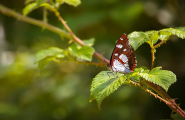 Southern Admiral