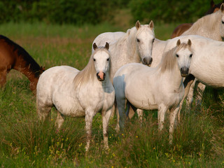 Herd Of Horses