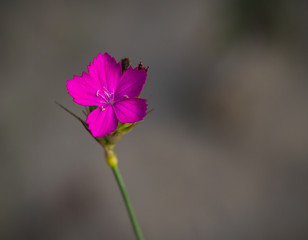 Bright  Fucsia Flower