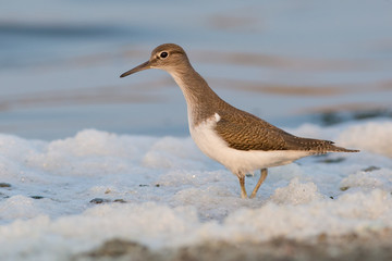 animal, water, ocean,  sandpiper, coast