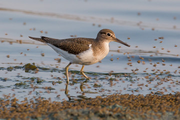 bird,  sea, beach,sandpiper,