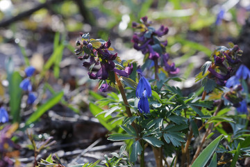 flower, nature, plant, purple