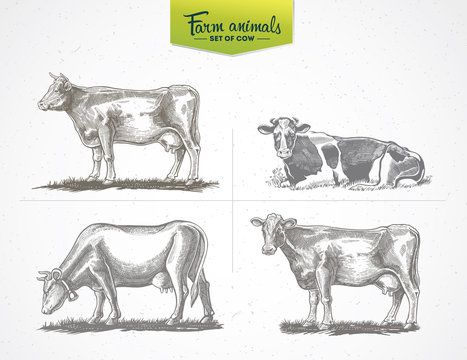 Cows in graphic style, a set of  vector illustration of four images