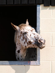 Appaloosa Head Shot