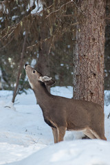Obraz premium Whitetail Deer reaching for Lichen