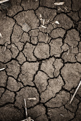 Closeup of cracked earth.