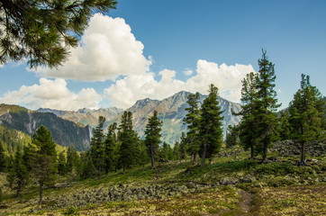 The path between the trees in the mountains