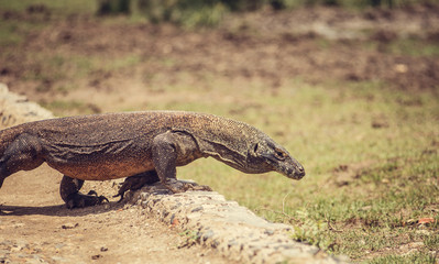 Komodo Dragon