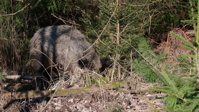 Wildschwein Bache auf Futtersuche, Schwarzwild, Januar, (Sus scrofa)