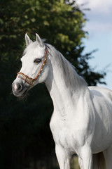 Portrait of a beautiful grey arabian horse on summer background