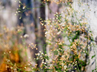 dry flowers blurred background texture,concept