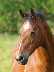 Bay Horse Head Shot