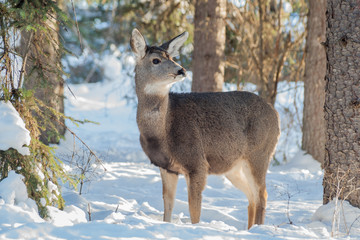 Fototapeta premium Doe in Winter Forest
