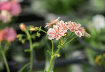 Lewisia cotyledon flowers growing in greenhouse