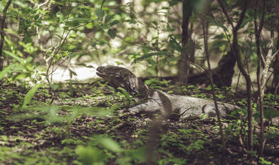 Baby Komodo dragon