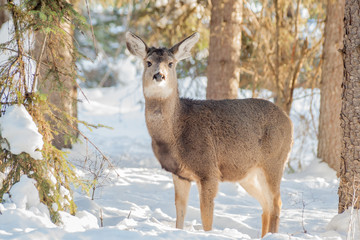 Doe in Snow