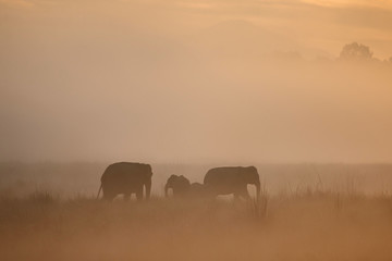 Fototapeta na wymiar Asian elephants walk in the nature habitat during golden sunrise. Elephants in the magical morning fog in corbett national park. Misty mornig in India. Jim Corbett´s park. Elaphus maximus.