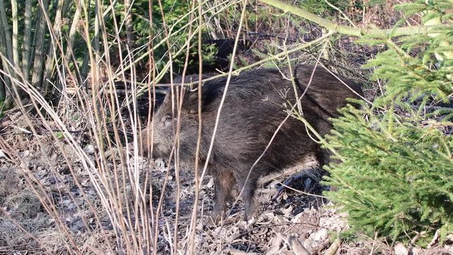 Wildschweine im Wald, Schwarzwild, Januar, (Sus scrofa)
