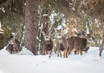 Deer Herd in A Winter Forest