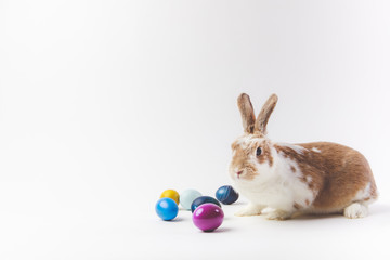 Easter eggs painted in different colors and rabbit, easter concept