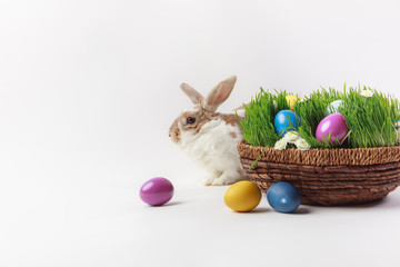 Rabbit and basket with grass and painted eggs, easter concept