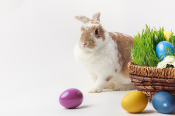 Bunny and basket with grass stems and easter eggs, easter concept